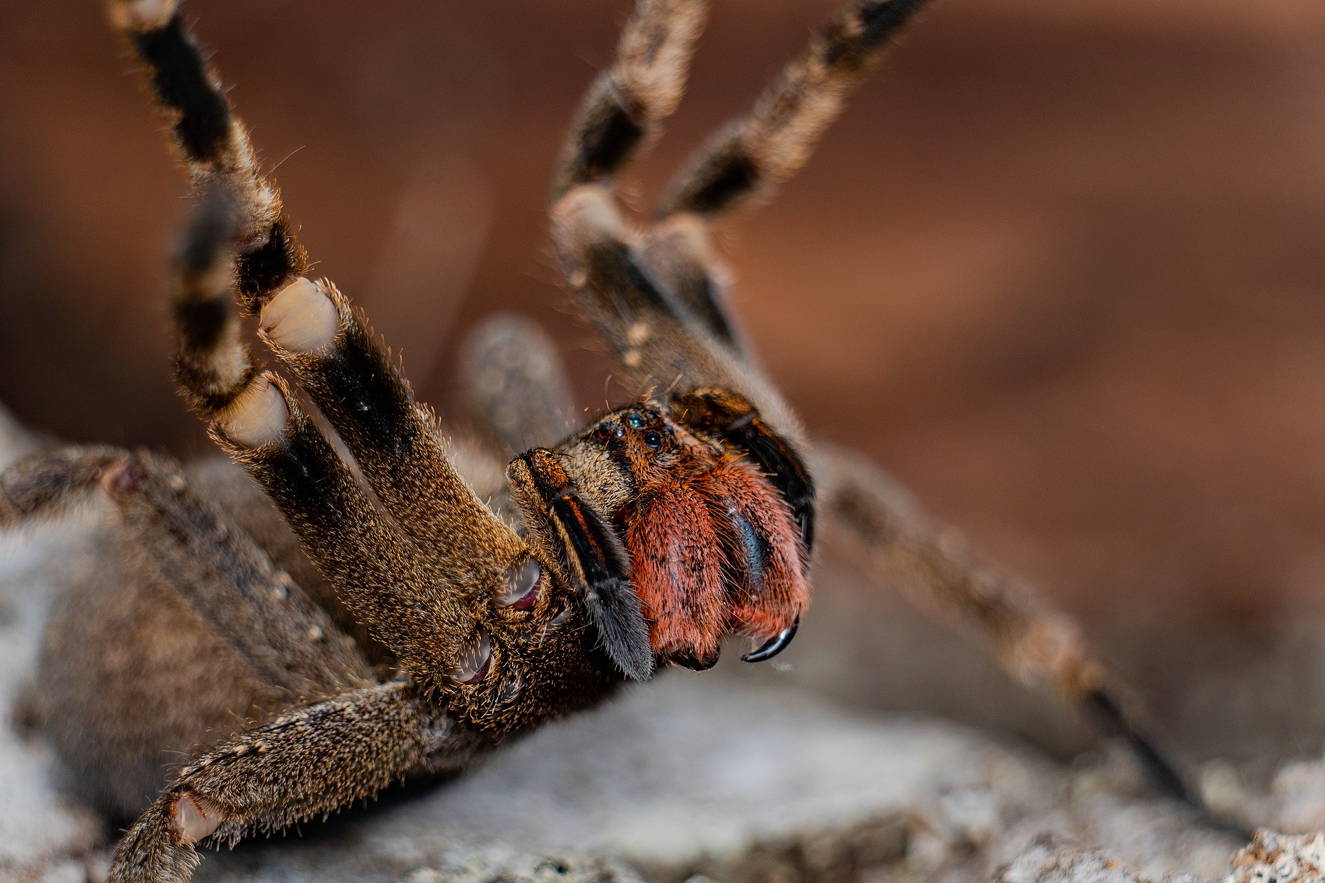 El veneno letal de esta araña apunta a convertirse en el próximo Viagra