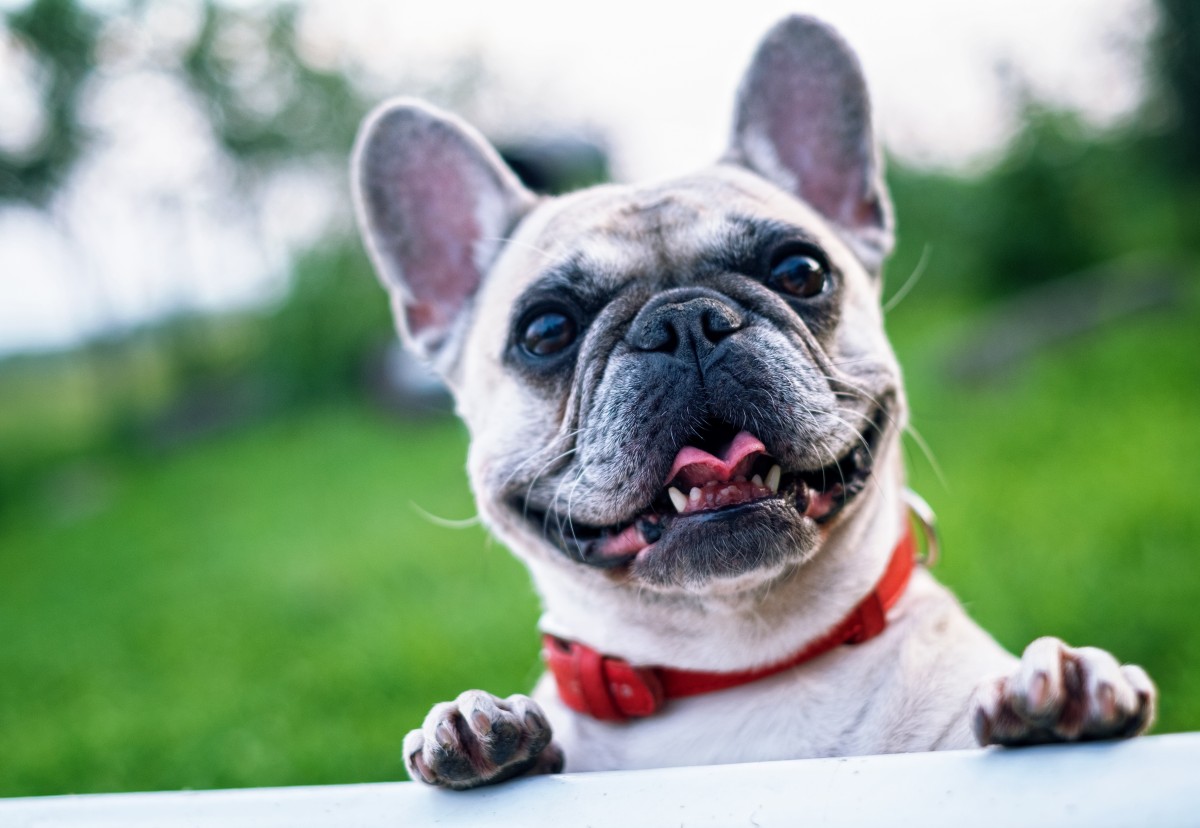 Un nuevo estudio revela por qué unas razas de perros viven más y otras menos: la nariz es clave