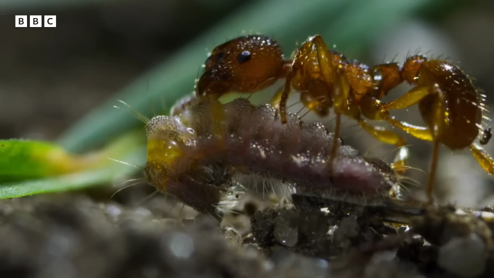 Una oruga engaña a una hormiga para que la lleve a su guarida. Dentro va a ocurrir uno de los trucos más asombrosos del reino animal