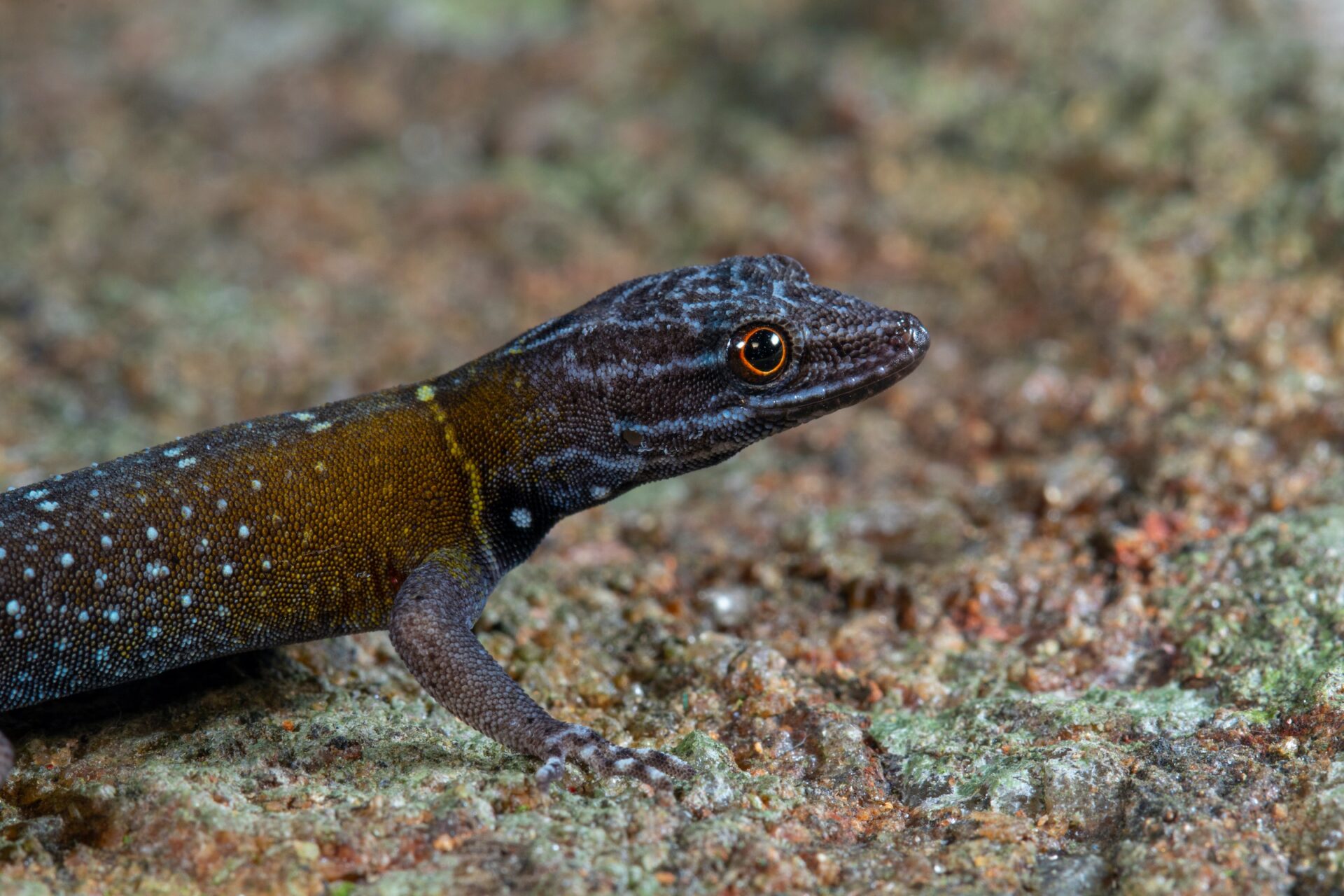 Esta nueva y fascinante especie de lagarto recuerda tanto a “La Noche Estrellada” que lo han llamado Cnemaspis vangoghi